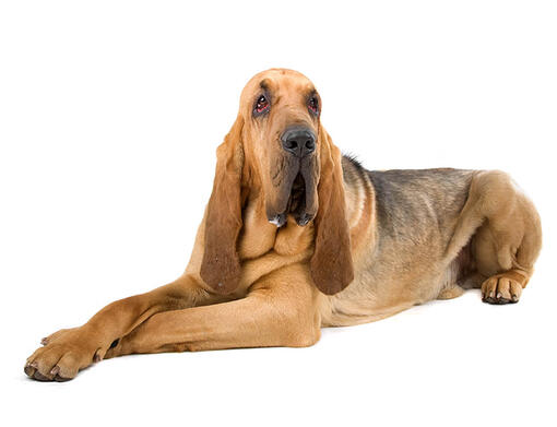 Bloodhound