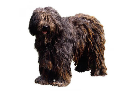 Bergamasco