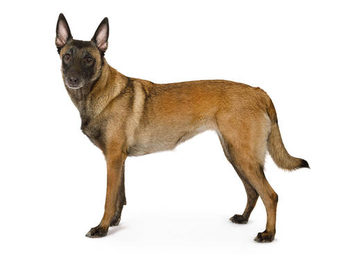 Belgian Shepherd Dog Malinois