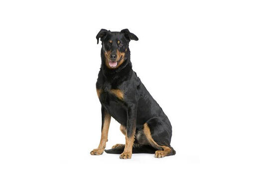 Beauceron