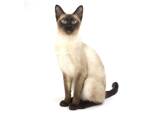 Siamese