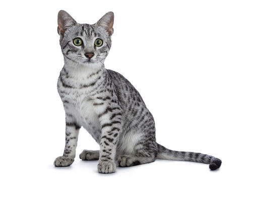 Egyptian Mau