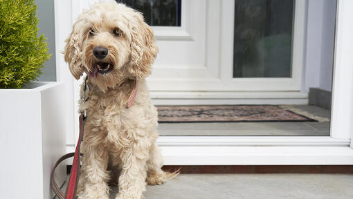 Cockapoo outside of house