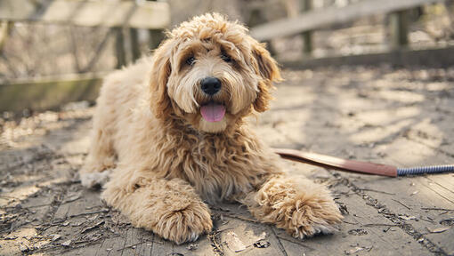 Goldendoodle laying down