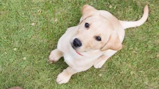 Yellow labrador puppy looking up at owner