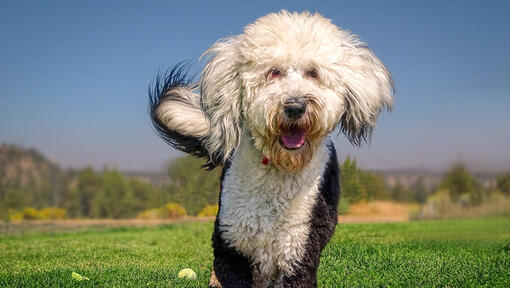 Sheepadoodle running in field