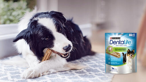 A dog chewing on a Dentalife treat with Dentalife packshot