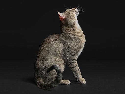 Adult Cat on Black Background