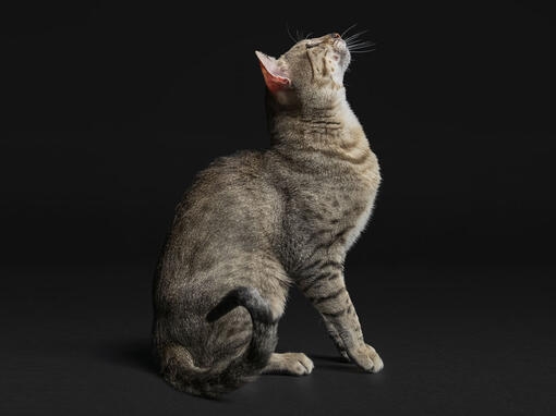 Adult Cat  on Black Background