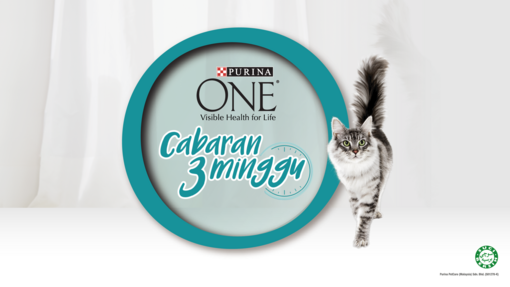 PURINA ONE® 3-Week Challenge with Maine Coon Cat