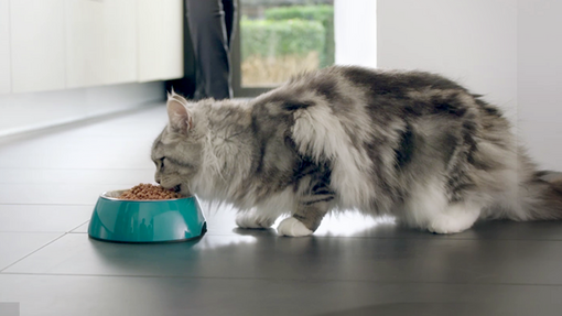 A maine coon cat eating PURINA ONE kibbles from a teal food bowl