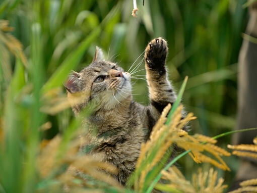 Cat playing in grass