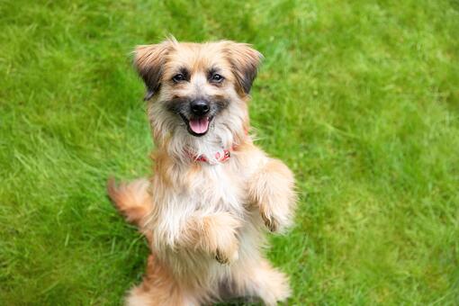 Dog staying on back legs, looks on screen