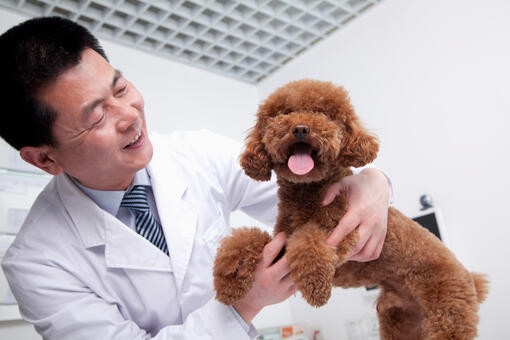 Veterinary doctor with poodle