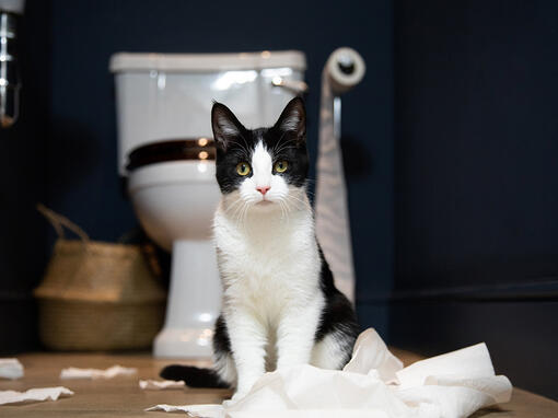 Kitten in toilet looks toward to screen