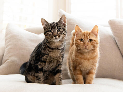 Gray and fair kittens looking toward to screen