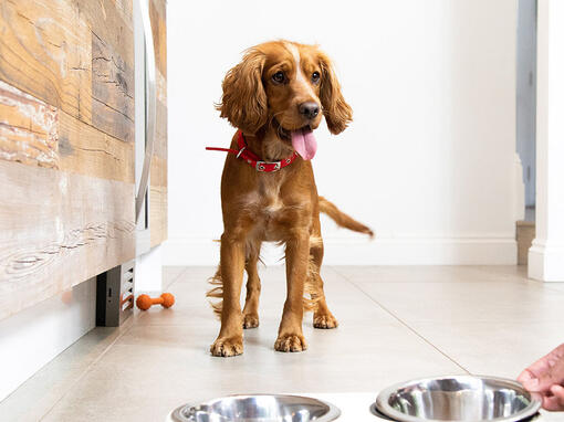 Dog waiting for a food