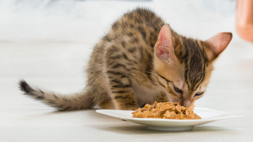 Kitten eating