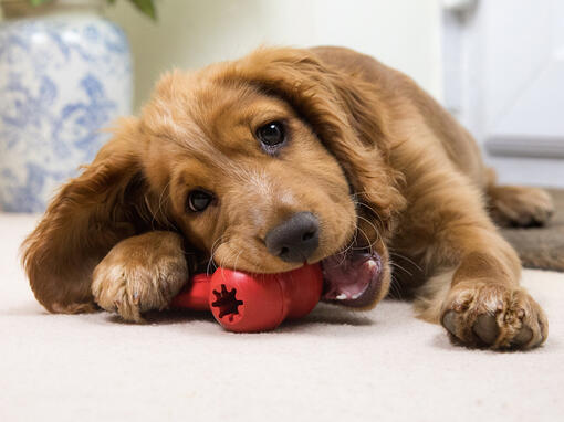 puppy chewing a red toy