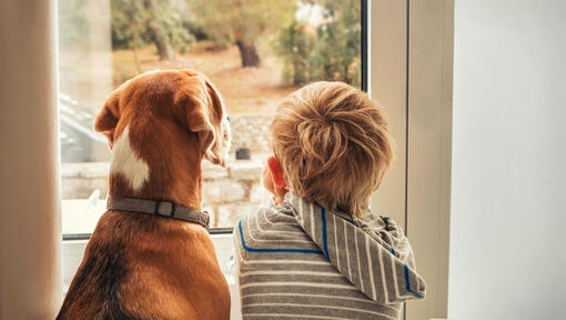 dog and boy looking through the window