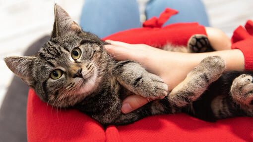 Cat lying on its owner and looking toward to screen