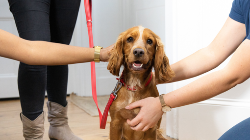 puppy being examined by a vet