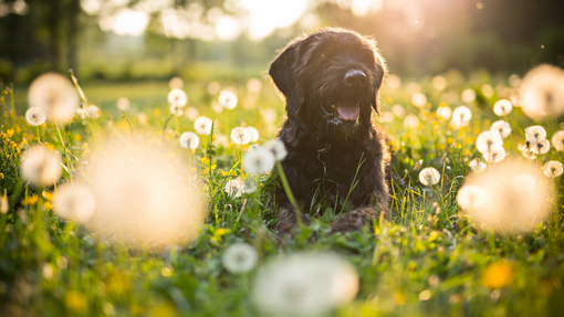 Black dog sitting in a field of dandelions.