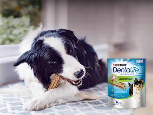 A dog chewing on a Dentalife treat with Dentalife packshot