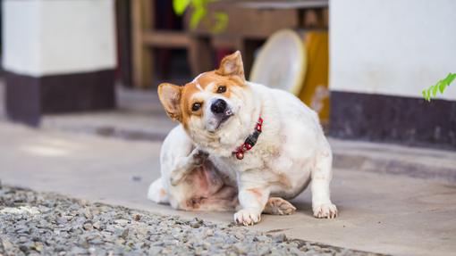 Brown and white dog scratching.