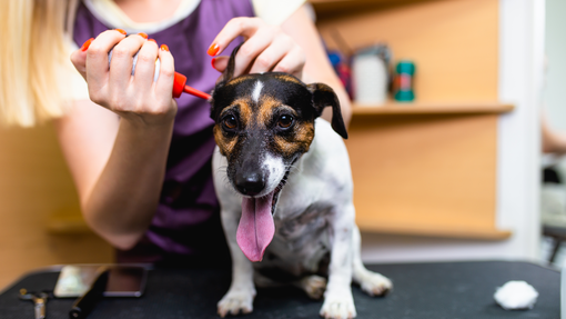 small dog having his ears cleaned