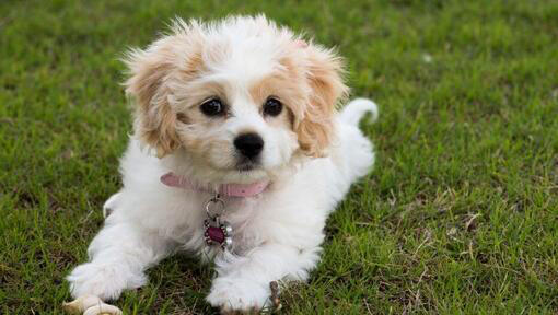 Cavachon dog laying on green grass