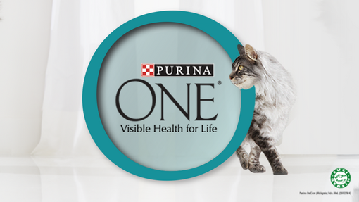 Unlock 6 Signs of Visible Health in your Cat