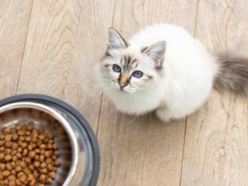 Kitten looking up to food bowl