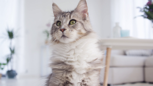 Maine Coon cat looking majestic & alert
