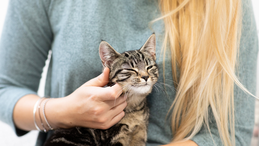 owner rubbing kitten's cheek