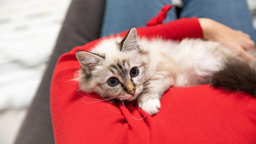 Fluffy light kitten sitting on owner's red top