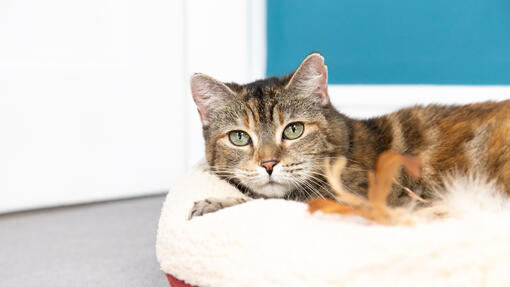 Cat sitting on a cat bed looking at camera.