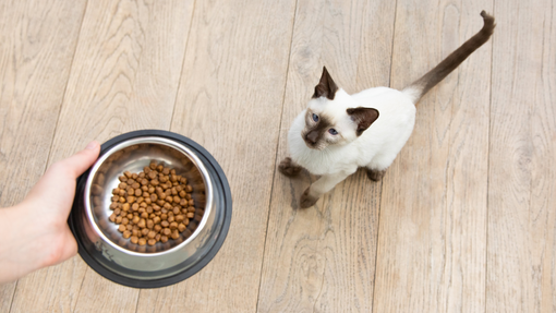 handing a cat a bowl of food