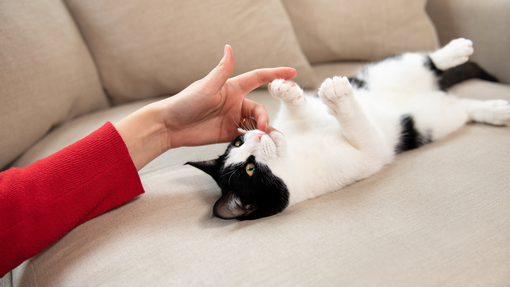 Owner playing with kitten on sofa