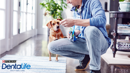 Dog staring at human feeding DENTALIFE® snack