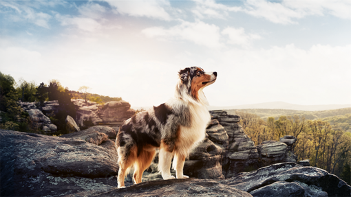 A dog standing majestically looking upward from a hill