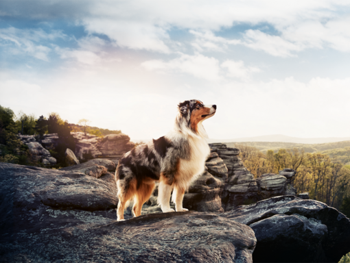 PRO PLAN® for Dogs