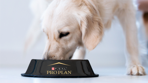 A adult golden retriever dog eating a bowl of PRO PLAN dog kibbles