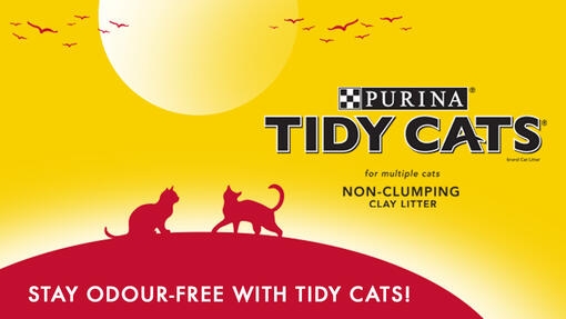 Tidy cat banner