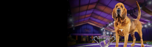 dog-show