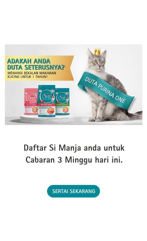 Duta purina Section