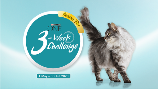 3-week-challenge-date