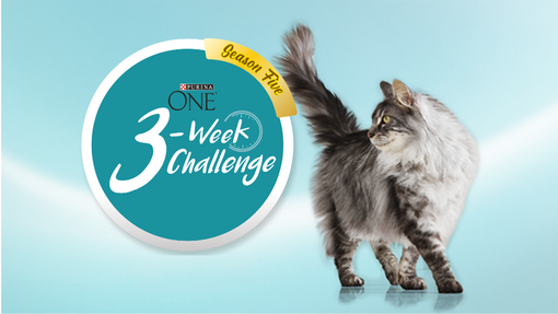 3-week-challenge-date