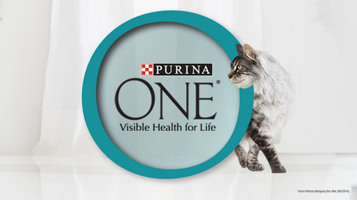 Unlock 6 Signs of Visible Health in your Cat