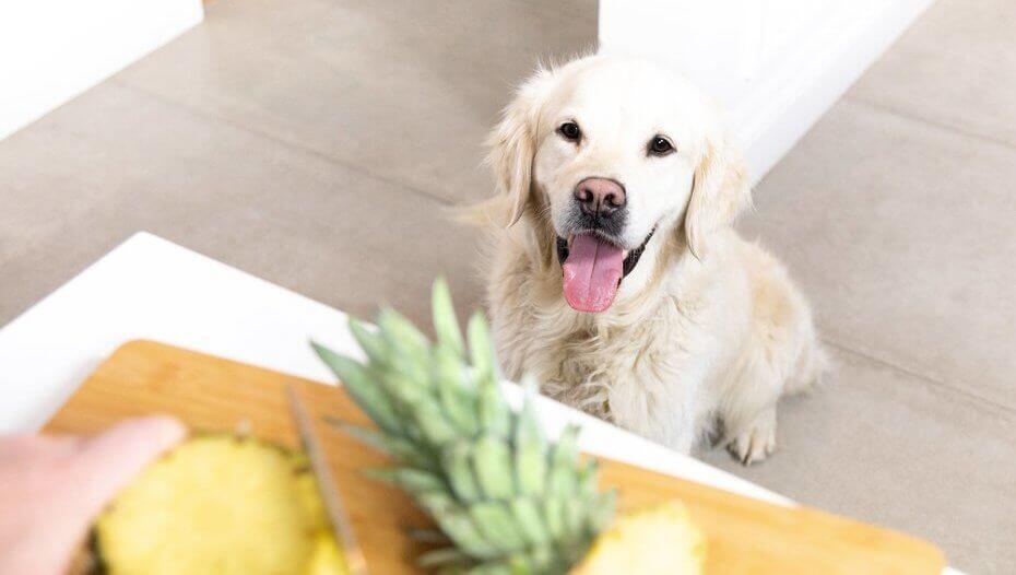 10 facts about puppies 1 Golden Labrador with tongue out looking at a pineapple.